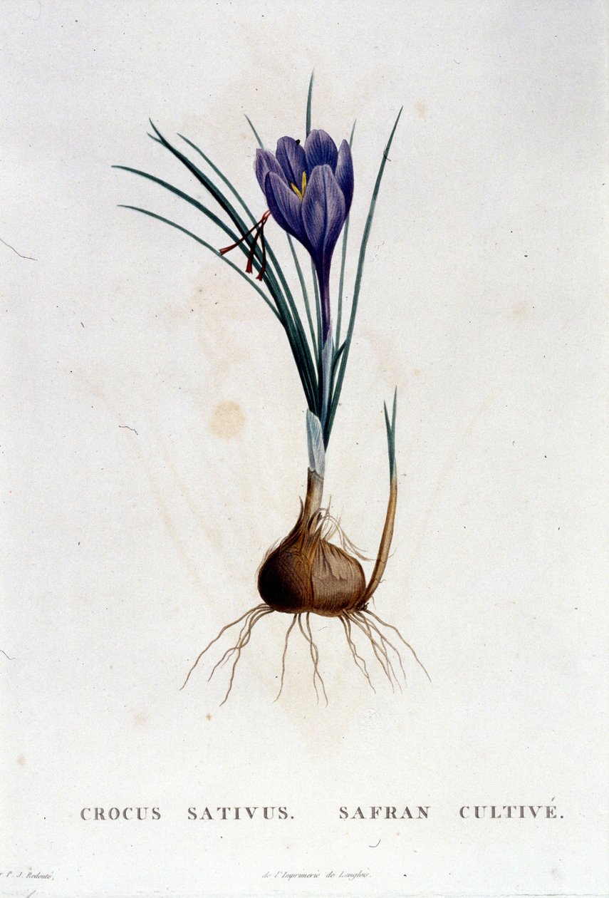 A sáfrány (Crocus sativus) Botanique di J. Rousseau nyomán, Párizs 1822. alkotó: Unknown artist