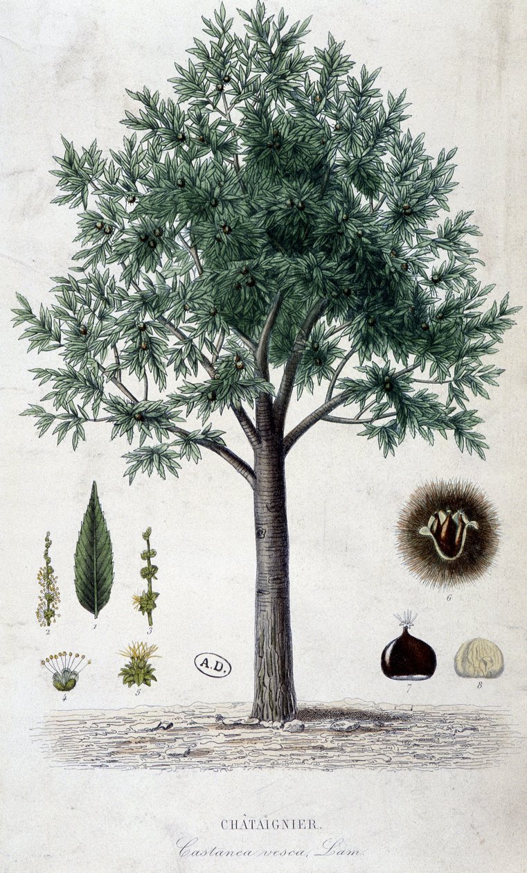 Levelek, gyümölcs és gesztenyefa, botanikai tábla alkotó: Unknown artist
