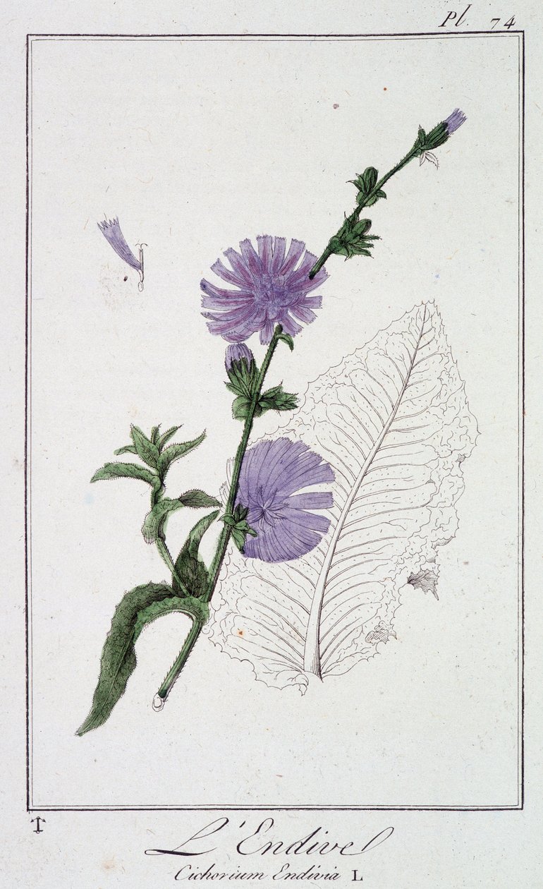 Endive (Cichorium Endivia) – a „Növénytani gyakorlatok kereskedők számára” című könyvében, írta J. C. Philibert, Imprimerie de Crapelet, Párizs alkotó: Unknown artist