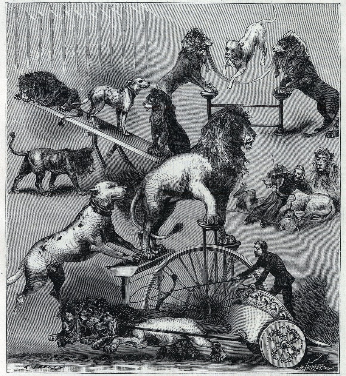 Les Lions dresses du Nouveau Cirque à Paris: egy akrobatikus szám különböző trükkjei oroszlánokkal, szelídítőkkel és kutyákkal. Metszet a „” La Nature”-ben 1890. Magángyűjtemény. alkotó: Unknown artist