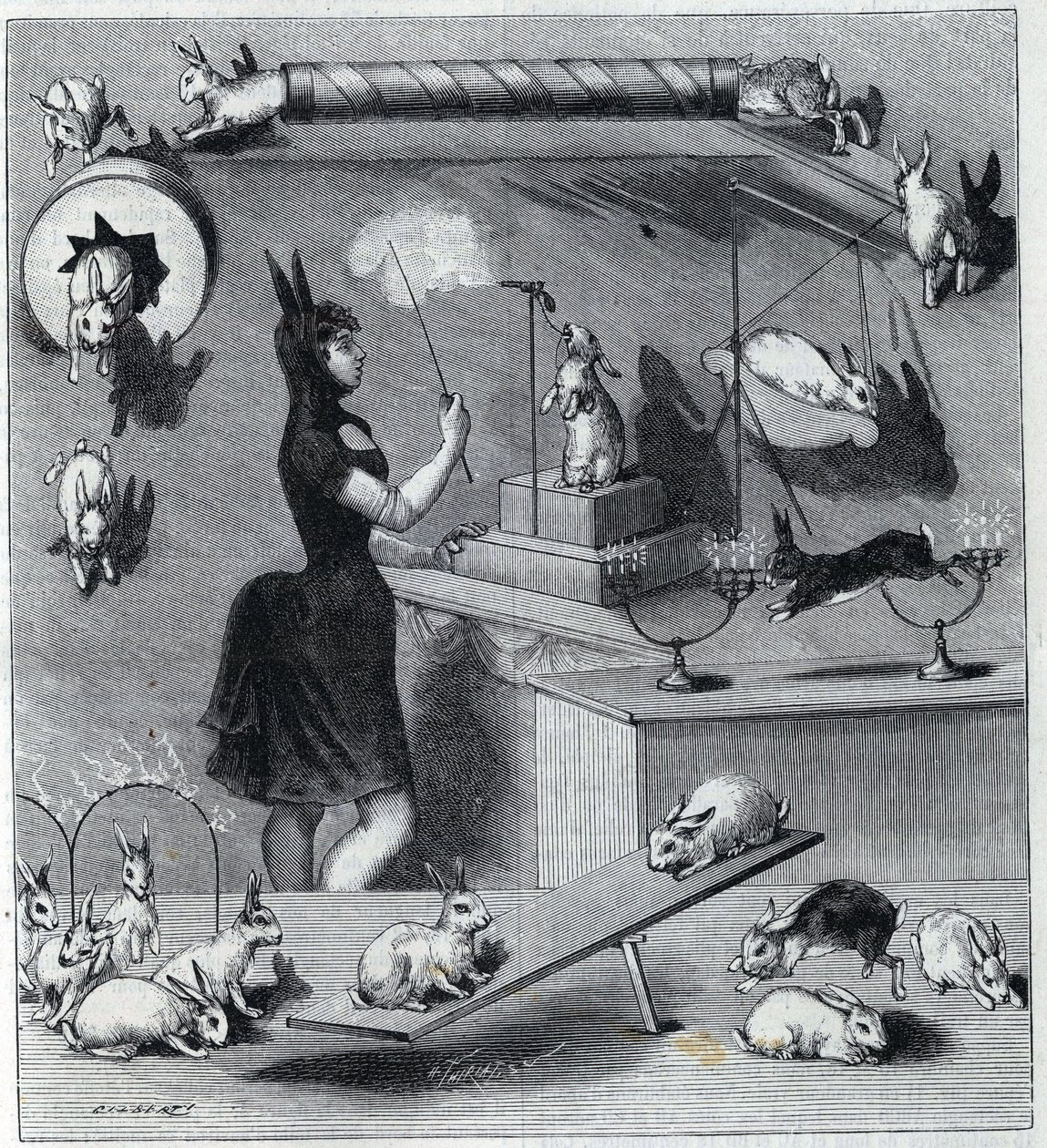 Les rabbits dresses du Nouveau Cirque Párizsban: nyúljelmezben lévő tampter, amely megtanítja a különböző számokat az állatnak. Metszet a „” La Nature”-ben 1890. Magángyűjtemény. alkotó: Unknown artist