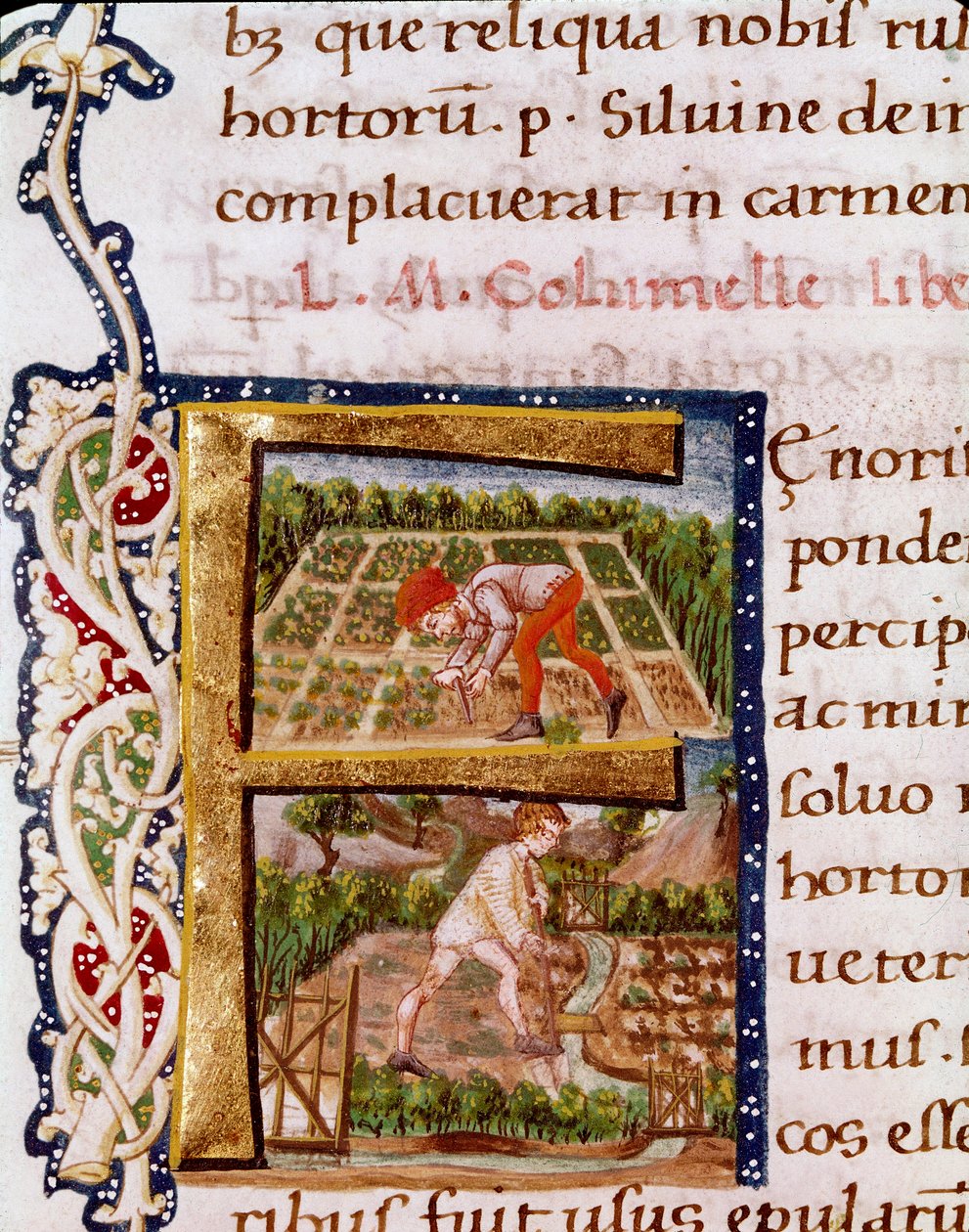 F betű a kertészetről szóló fejezetből: strandolás és öntözés színterei. Lucius Iunius Moderatus Columella agronómus (1. század) miniatúrája a „De re rustica”-ból (Ms.E-39). 15. század. Róma, Biblioteca Vallicelliana alkotó: Unknown artist