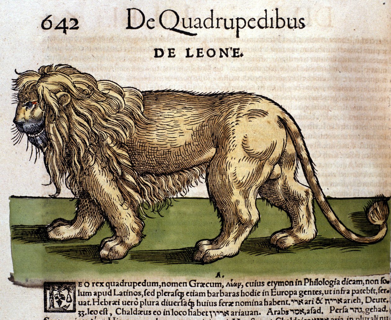 Oroszlán a Historia Animalium után, Conrad Gesner, Tiguri, 1560. Biblioteca Nazionale Braidense. Milánó alkotó: Unknown artist