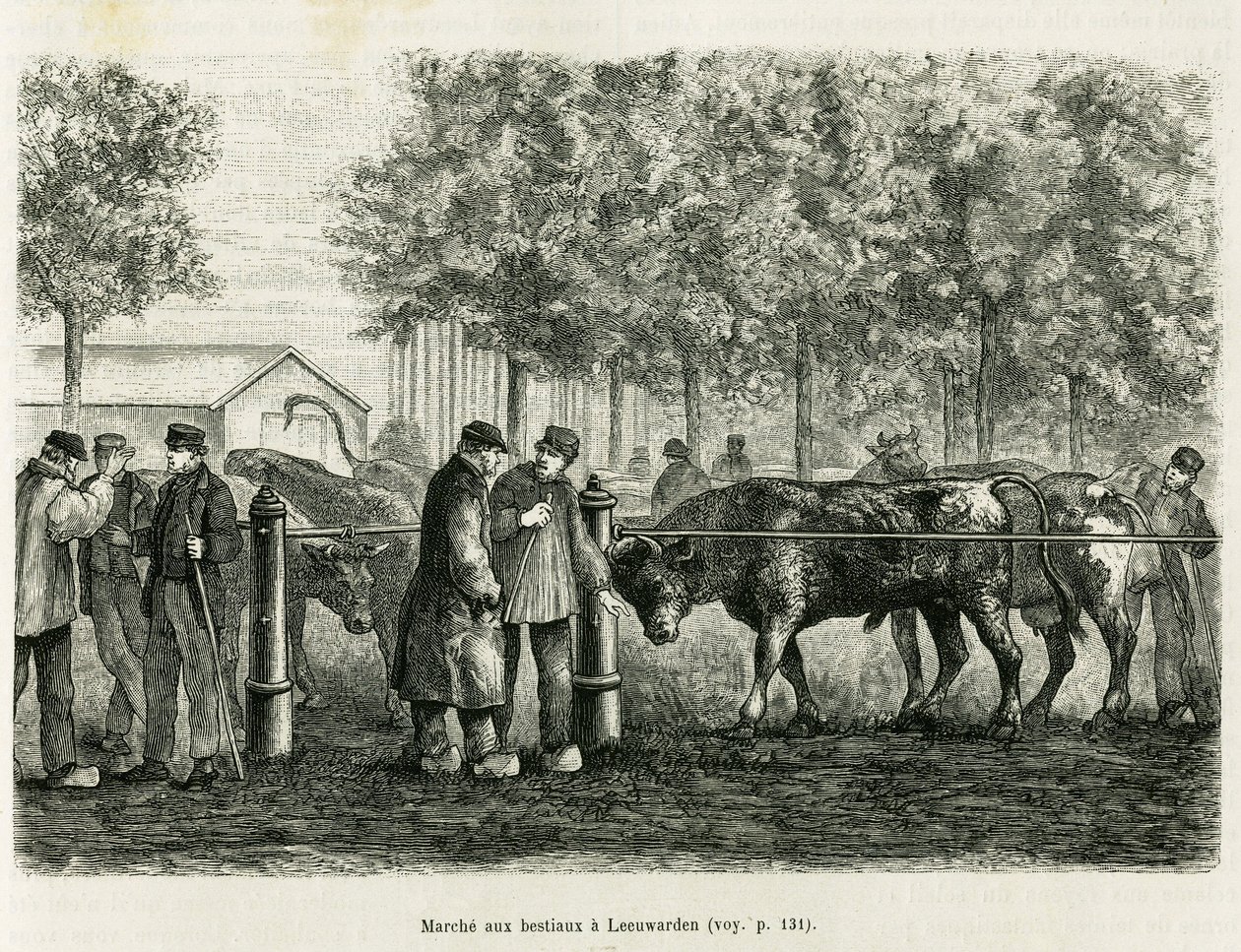 Állattartás Leeuwardenben (Hollandia). Metszet a La Frise című történet illusztrálására, egy holland újság kapcsolatán alapul, in le tour du monde 1886, rendező: Edouard Charton (1807-1890), Hachette, Párizs. alkotó: Unknown artist