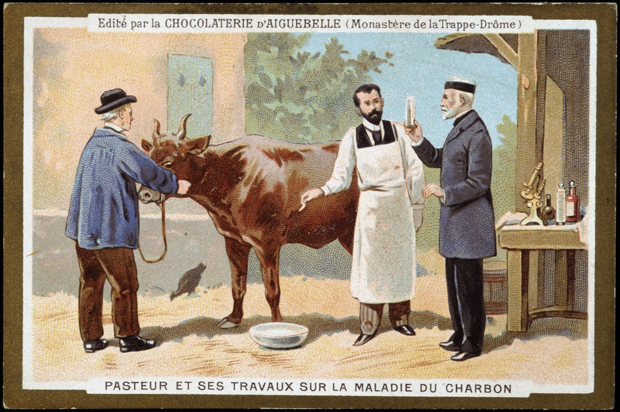 Louis Pasteur és munkája a szénbetegségről – a Chocolats d