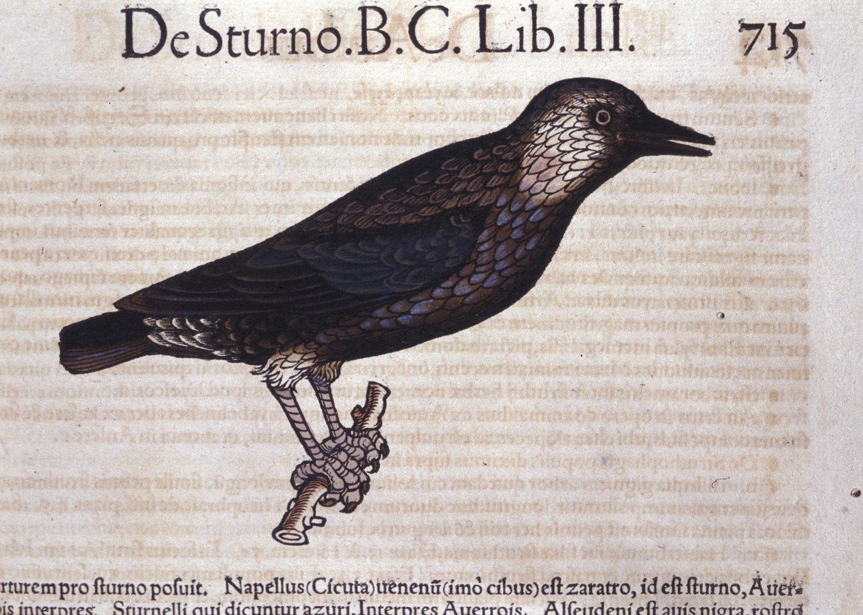 Seregély a Historia Animaliumban, Conrad Gesner (1516-1565), Tiguri alkotó: Unknown artist