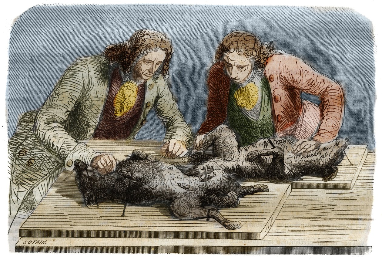 Orvosi tapasztalat: vérátömlesztést végeztek két kutyán Párizsban 1667-ben. Metszet 1857-ből Claude Perrault rajzából. alkotó: Unknown artist