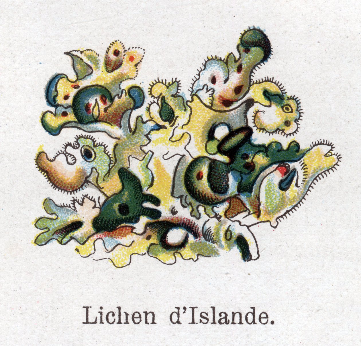 Gyógy- és élelmiszer-botanikai növények: Izlandi zuzmó. Friedrich Eduard Bilz (1842-1922) vésése „La medicine naturelle”-ba alkotó: Unknown artist