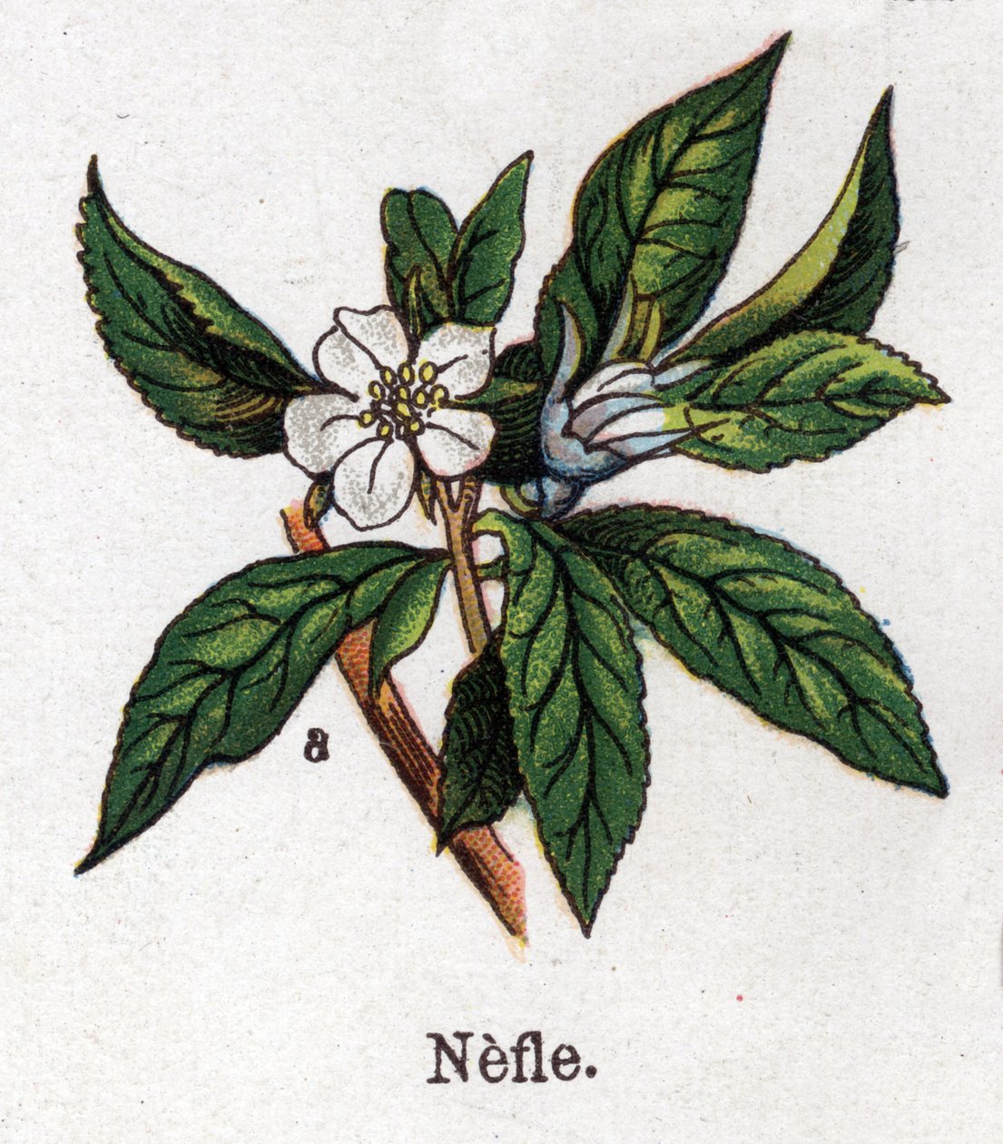 Gyógy- és élelmiszer-botanikai növények: nefle. Friedrich Eduard Bilz (1842-1922) vésése „La medicine naturelle”-ba alkotó: Unknown artist