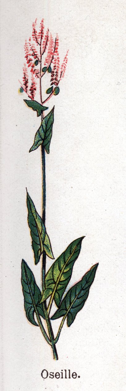 Gyógy- és élelmiszer-botanikai növények: sóska. Friedrich Eduard Bilz (1842-1922) vésése „La medicine naturelle”-ba alkotó: Unknown artist