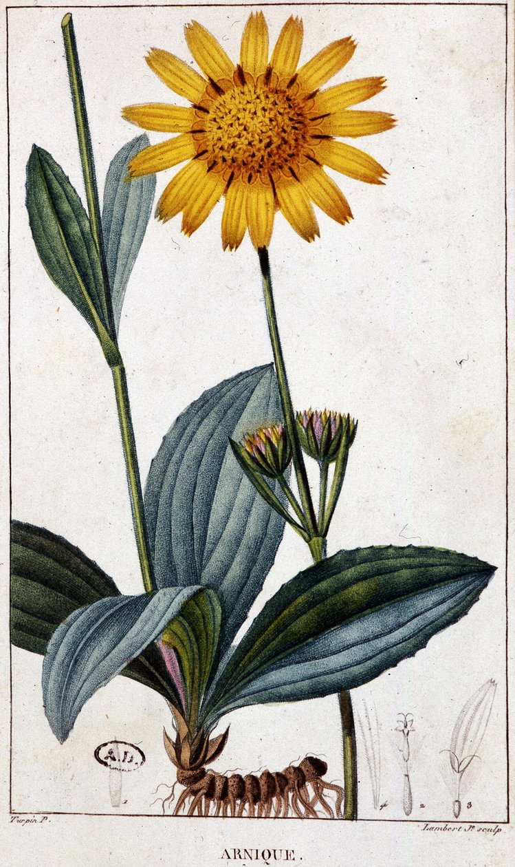Gyógynövény: Árnika (vagy árnika) - botanikai tábla, 19. század vége. alkotó: Unknown artist