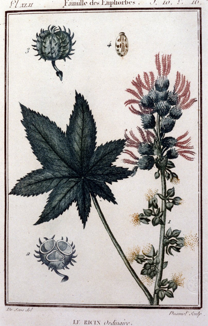 Gyógynövények: közönséges ricinus. Eufórikus család. századi botanikai tábla alkotó: Unknown artist