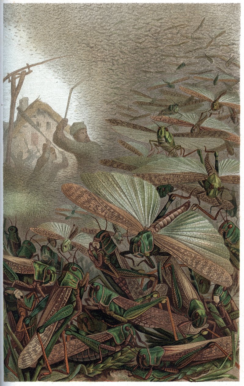 Vándorló sáska – A vonuló sáska (Locust migratoria) – metszet Alfred Edmund Brehm (1829-1884) „” Brehm