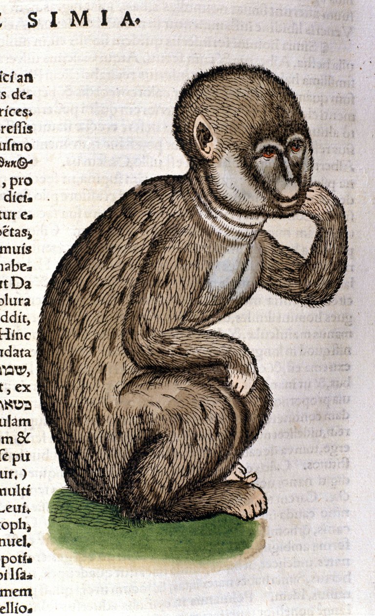 Majom a Historia Animalium után, Conrad Gesner, Tiguri, 1560. Biblioteca Nazionale Braidense. Milánó alkotó: Unknown artist