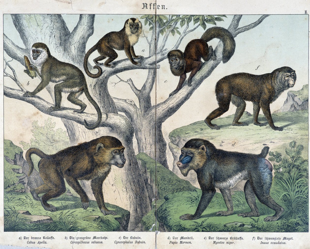 Majmok: majmok... - in “” Natural Histories of mammals””, szerk. Schreiber alkotó: Unknown artist