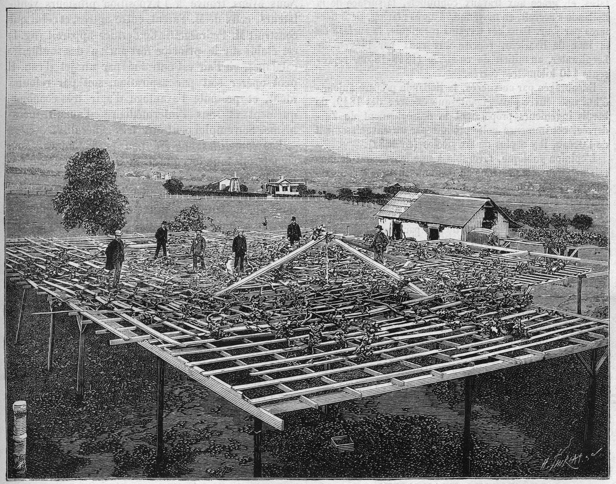 Montecito Vineyard Kaliforniában 1888. a „Természetben” 1888-tól. alkotó: Unknown artist