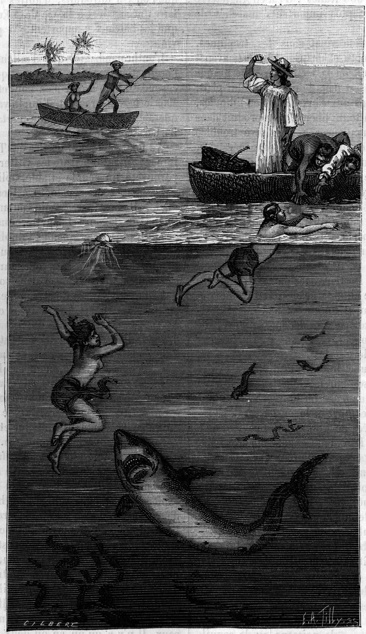 A gyöngykultúra anyja Tahitin: egy cápa által megtámadt gyöngyanya. (A szerző által közölt dokumentumok szerint). Gravírozás: „” La Nature: revue des sciences et de leurs applications aux arts et a l