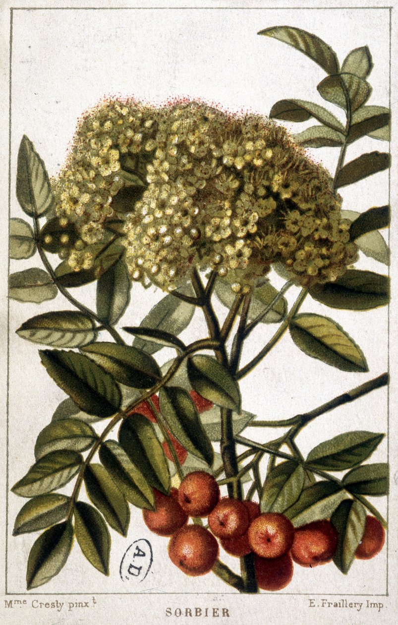 Hegyi kőris - botanikai tábla alkotó: Unknown artist