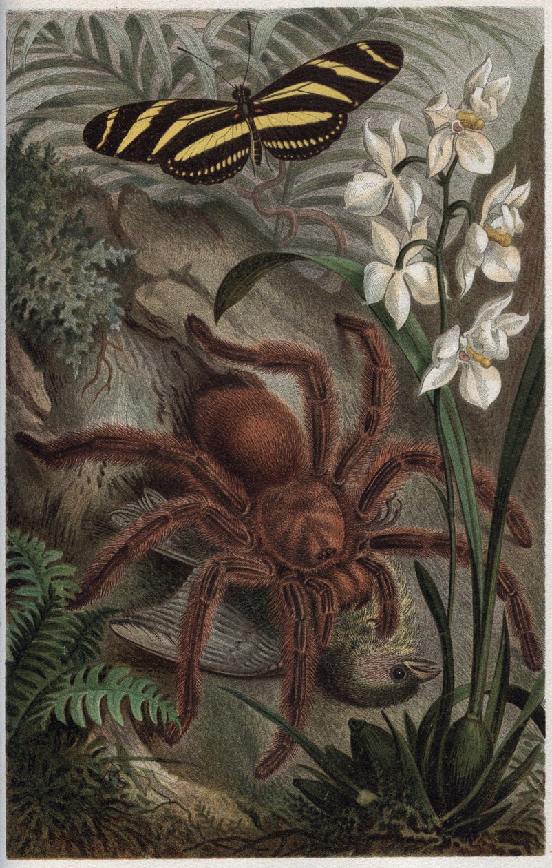 Mygalomorphae (Orthognatha) – metszet Alfred Edmund Brehm (1829-1884) „” Brehm