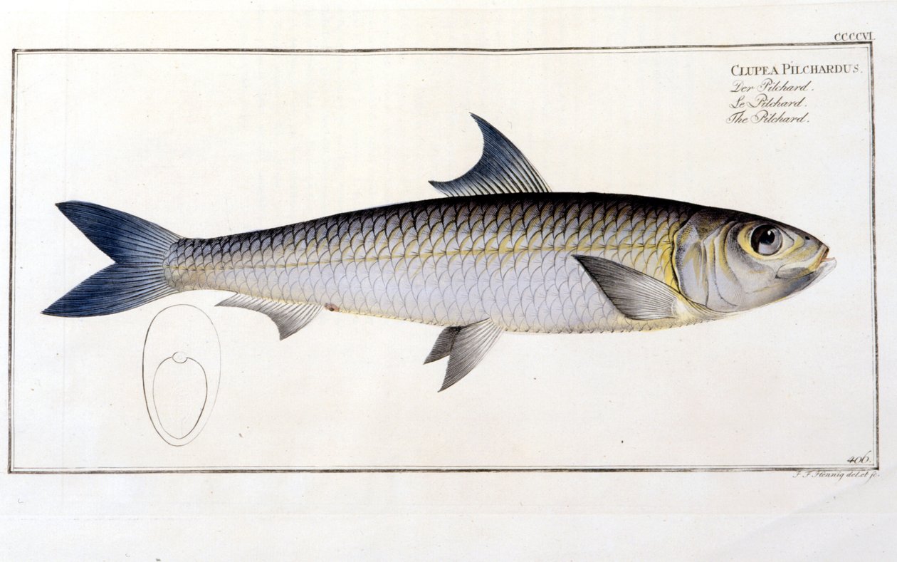 Természetrajzi tábla: A Pilchard Bloch „Ichtiológiája” után. századi metszet. alkotó: Unknown artist