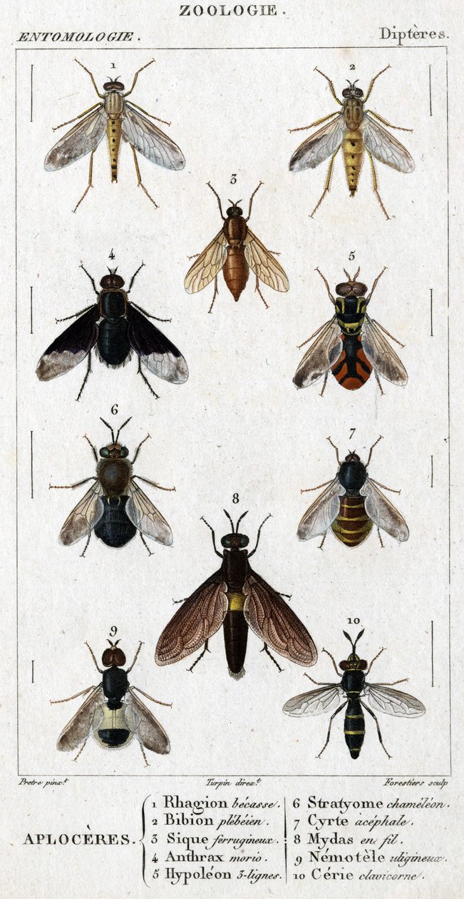 Természettudományi tábla. Rovartan. Dipteres család. Aploceres: 1. Rhagion bükk; 2. Plebeien bion; 3. Ferruginous Sic; 4 Anthrax morio; 5. Hypoleon 63 sor; 6. Stratyome kaméleon; 7; Cyrte acephal; 8. Mydas drótban; 9. Utiginous nemotele; 10.kulcsszarvú ce alkotó: Unknown artist