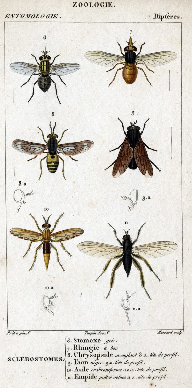 Természettudományi tábla. Rovartan. Dipteres család. Szklerostómák: 6. Szürke stomox; 7. Csőrös rhingia; 8. Vakító Krizopszid; 8a. profilfej; 9. Taon negre; 9a. profilfej; 10. Crabroniforme asylum; 10a. profilfej; 11. testesítsd meg a szőrös lábakat; n.a. alkotó: Unknown artist