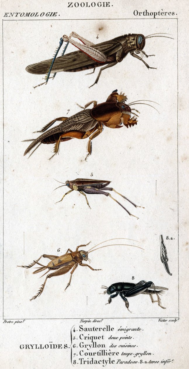 Természettudományi tábla. Rovartan. Ortopterek családja. Grylloides: 4. Emigráló szöcske; 5. Szöcske két pont; 6. Gryllon a konyhákból; 7. Gryllon vakondleves; 8. Tridaktil paradoxon; 8a. alsó tarsus. alkotó: Unknown artist