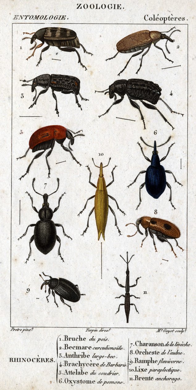 Természettudományi tábla. Rovartan. A coleopterek családja. Orrszarvú: 1. Borsó bruche; 2. Beemare curculionoid; 3. Anthribe nagycsőrű; 4. Szúrós Brachycere; 5. A coudrier attelabra; 6. Pomone oxystoma; 7. Liveche charanson; 8. Éger zenekar; 9. alkotó: Unknown artist