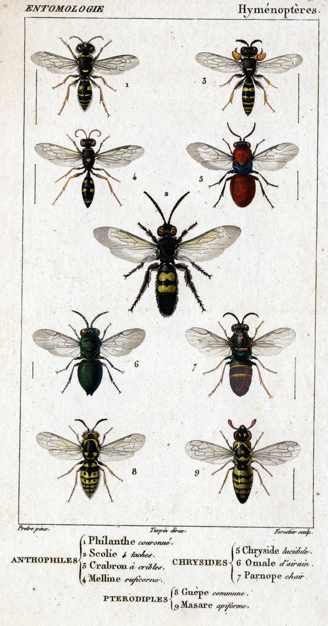 Természettudományi tábla. Rovartan. Hymenopteres család. Antofilek: 1. Philanthi korona; 2. Scoile 4 folt; 3. Crabron szűrése; 4 Melline ruficorne. Chryside: 5. Lucidulous Chryside; 6. Brain Omalum; 7. Parnope hús. Pterodiples: 8. közös terület; 9. Masar alkotó: Unknown artist
