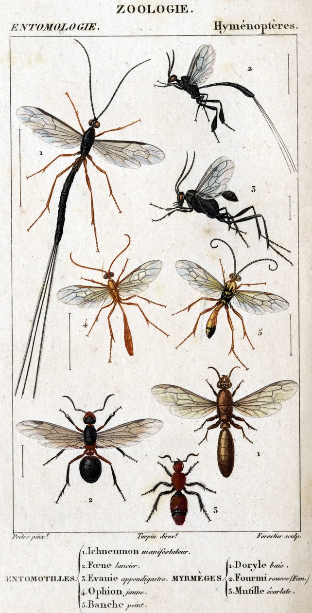 Természettudományi tábla. Rovartan. Hymenopteres család. Entomotilles: 1. Inchneumon tiltakozó; 2. Foene lándzsa; 3. Evanie appendigastre; 4. Sárga ophion; 5. Fehérre festve. Myrmeges: 1. Doryle-öböl; 2. Feltéve vörös hajú (Fem.) 3. Ecarlate mutille. alkotó: Unknown artist