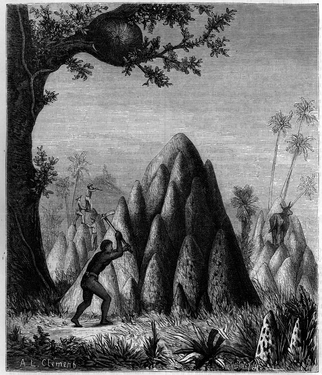 A „háborús termeszek” és a „fák termitje”” fészkei Afrikában. Metszet az 1879. december 20-i „” La Nature: revue des sciences et de leurs applications aux arts et a l
