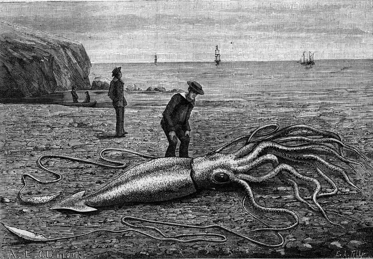 Új-fundlandi partvidék polipja: „” Architeuthis princeps””. Metszet a „természetbe”: áttekintés a tudományokról és azok művészeti és ipari alkalmazásáról, 1883. június 9. alkotó: Unknown artist