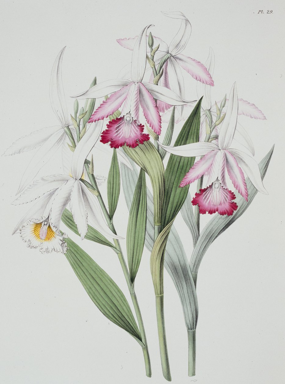  alkotó: Unknown Artist
