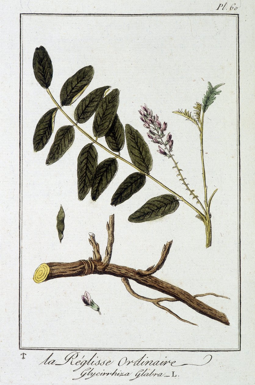 Közönséges liquisse (Glycyrrhiza glabra) – a „Növénytani gyakorlatok kereskedők számára” című kiadványban, szerkesztette: J.C. Philibert, Imprimerie de Crapelet, Párizs alkotó: Unknown artist