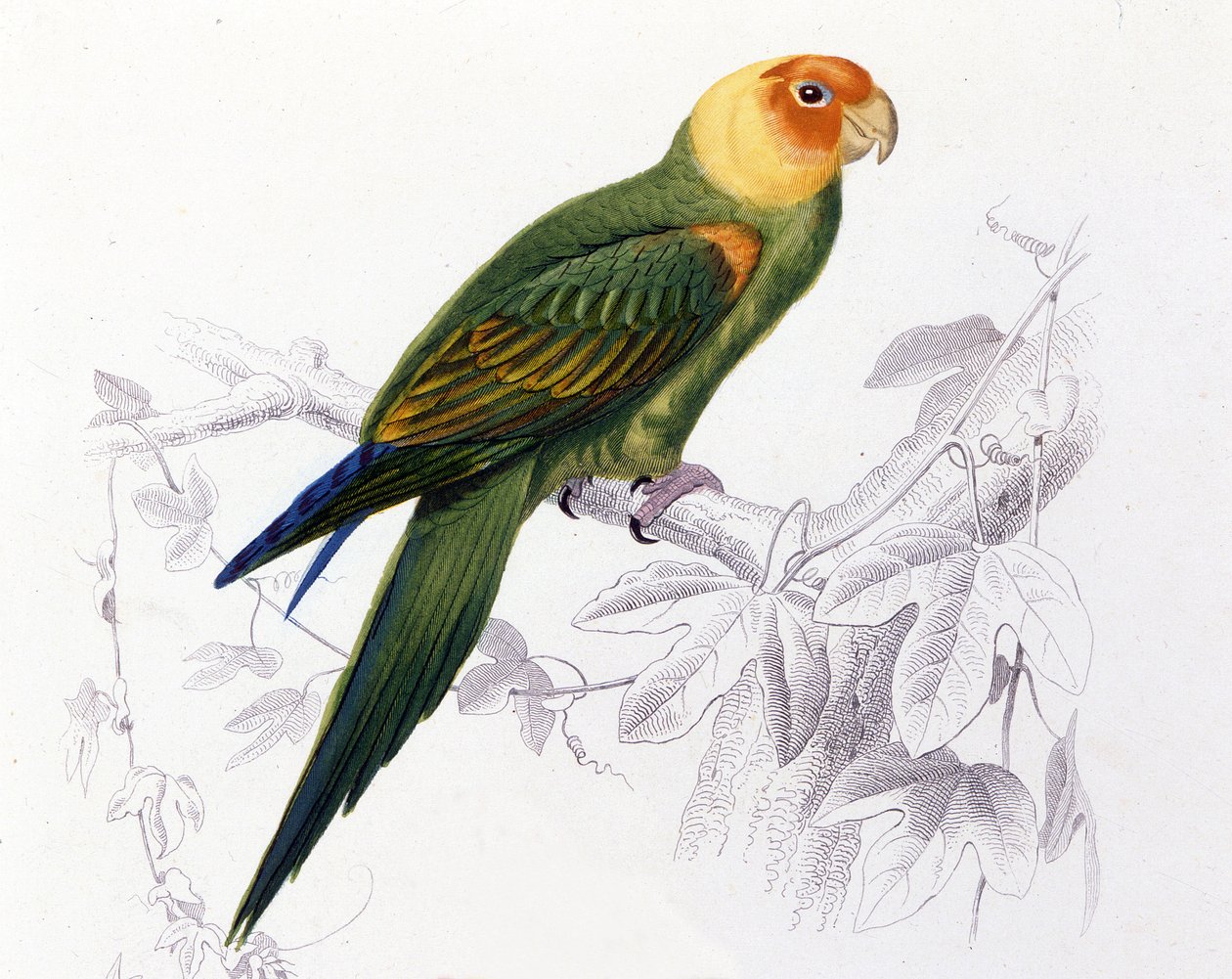 Madártan: Carolina papagáj. (Psittacus carolinensis) alkotó: Unknown artist