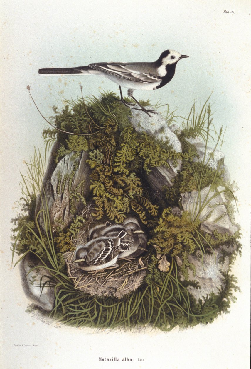 Madártan: szürke bergeronnet (motacilla alba) fiókái fészkének közelében. 19. századi állattani tábla alkotó: Unknown artist