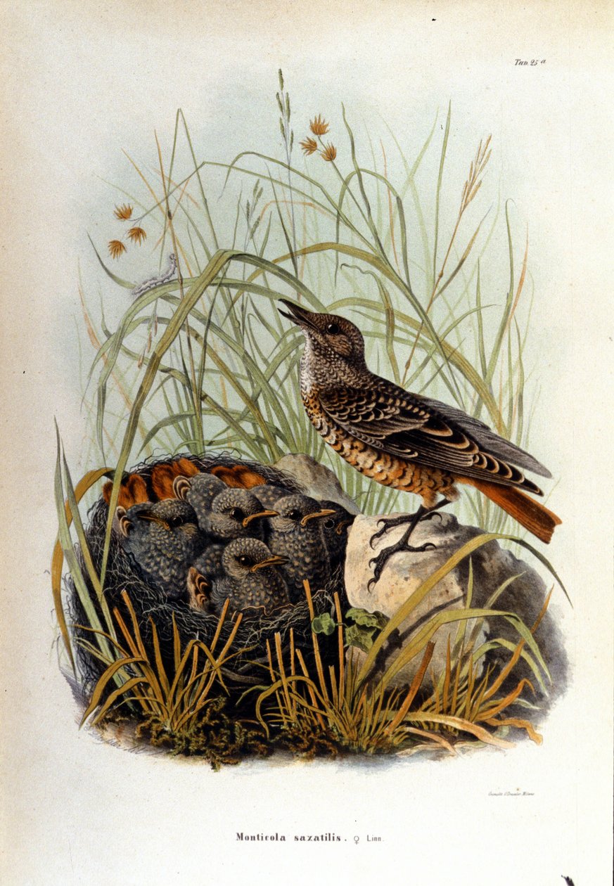 Madártan: a fiókák fészkéhez közeli monticole. alkotó: Unknown artist