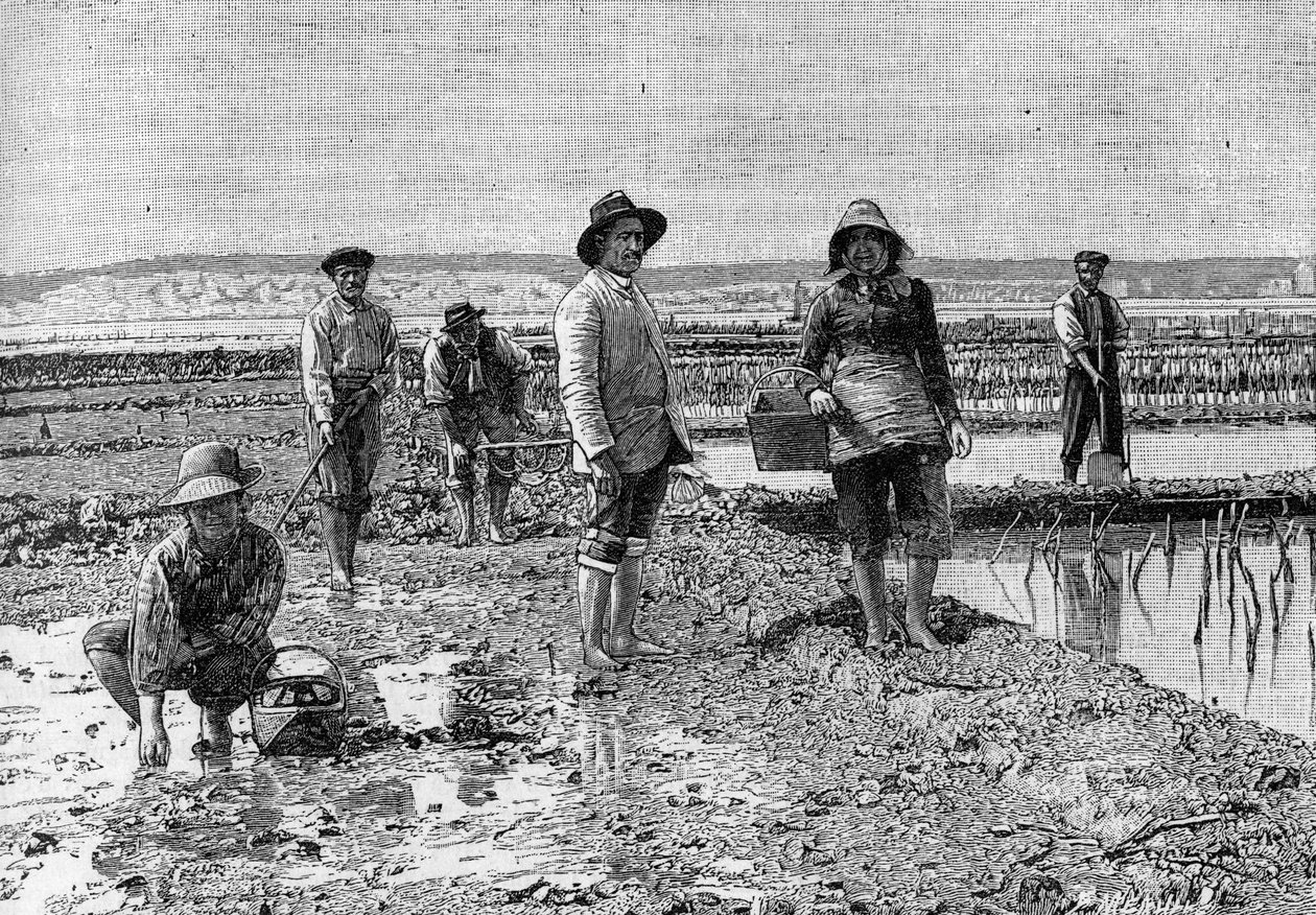 Ostreiculture – az osztriga termesztése az Arcachon-medencében (1894): osztrigaparkerek (fényképről). Metszet a „természetbe”: áttekintés a tudományokról és azok művészetben és iparban való alkalmazásáról, 1894. június 23. alkotó: Unknown artist
