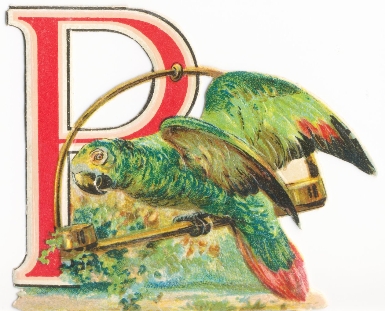 P: Papagáj alkotó: Unknown artist
