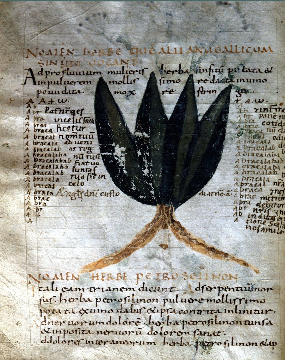Apulee (Lucius Apuleius) (kb. 125-kb. 180) kéziratának lapja, "A gyógynövények erejéről", 8. vagy 9. század. Lucca, Kormányzati Könyvtár. alkotó: Unknown artist
