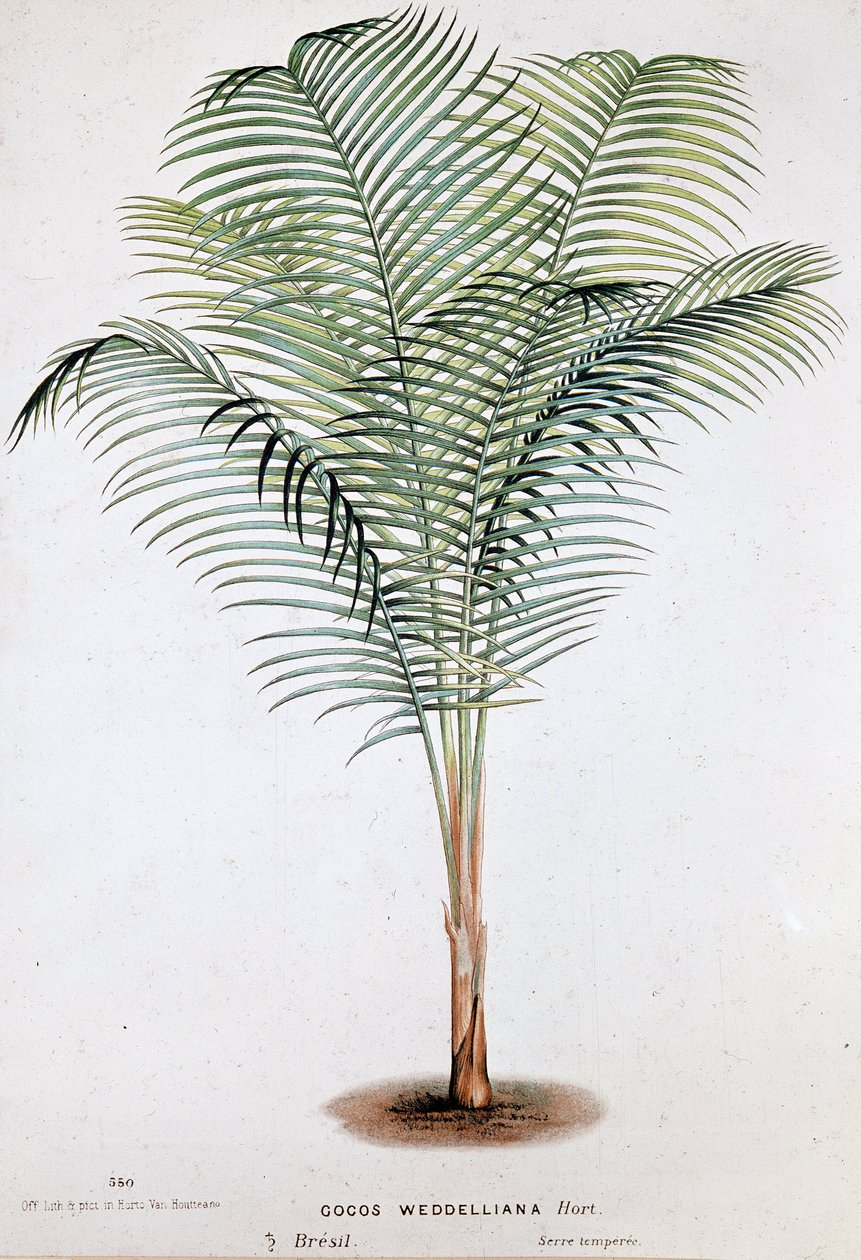 Palm Cocos Weddelliana (Brazília) - Botanikai tábla alkotó: Unknown artist