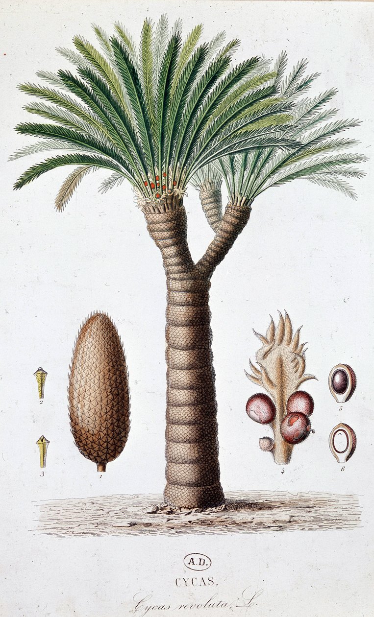 Palm Cycas Revoluta - Botanikai tábla alkotó: Unknown artist