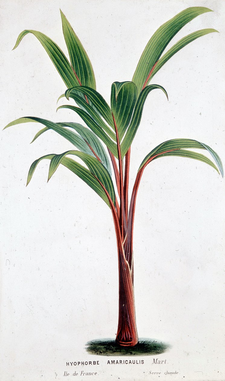 Palm Hyophorbe Amaricaulis (Mauritius) - Botanikai tábla alkotó: Unknown artist