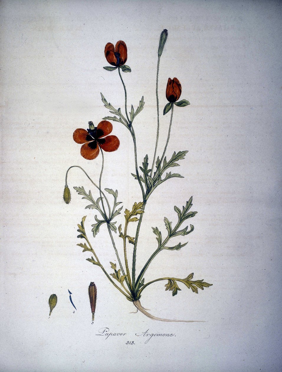 Papaver Argemone (A mák argemone virága és növénye). 19. századi herbárium. alkotó: Unknown artist