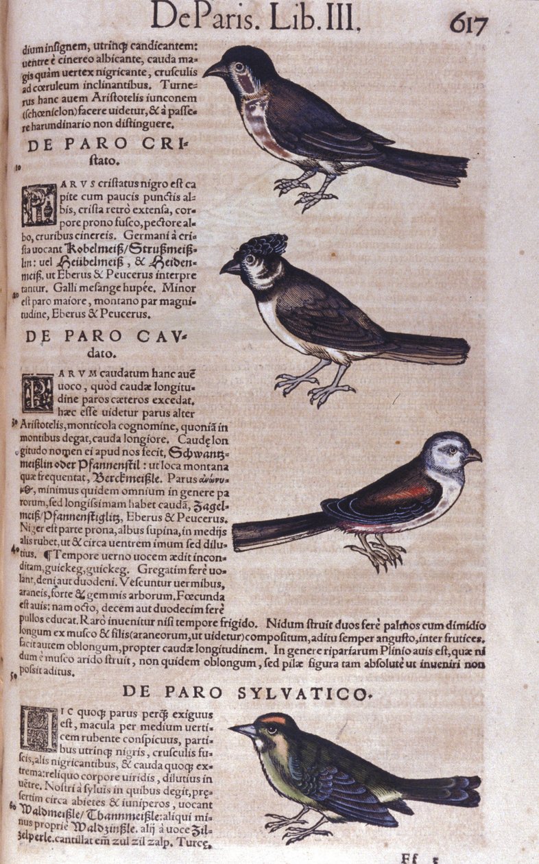 Conrad Gesner (1516-1565), Tiguri Passereaux in Historia Animalium alkotó: Unknown artist