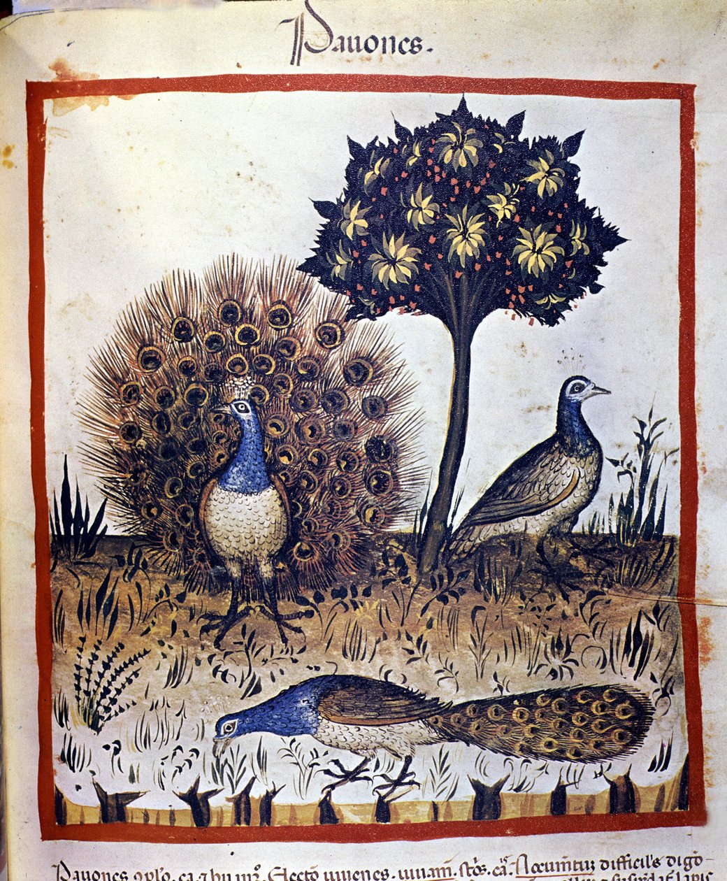 Pávák a "Tacuinum Sanctumban" alkotó: Unknown artist