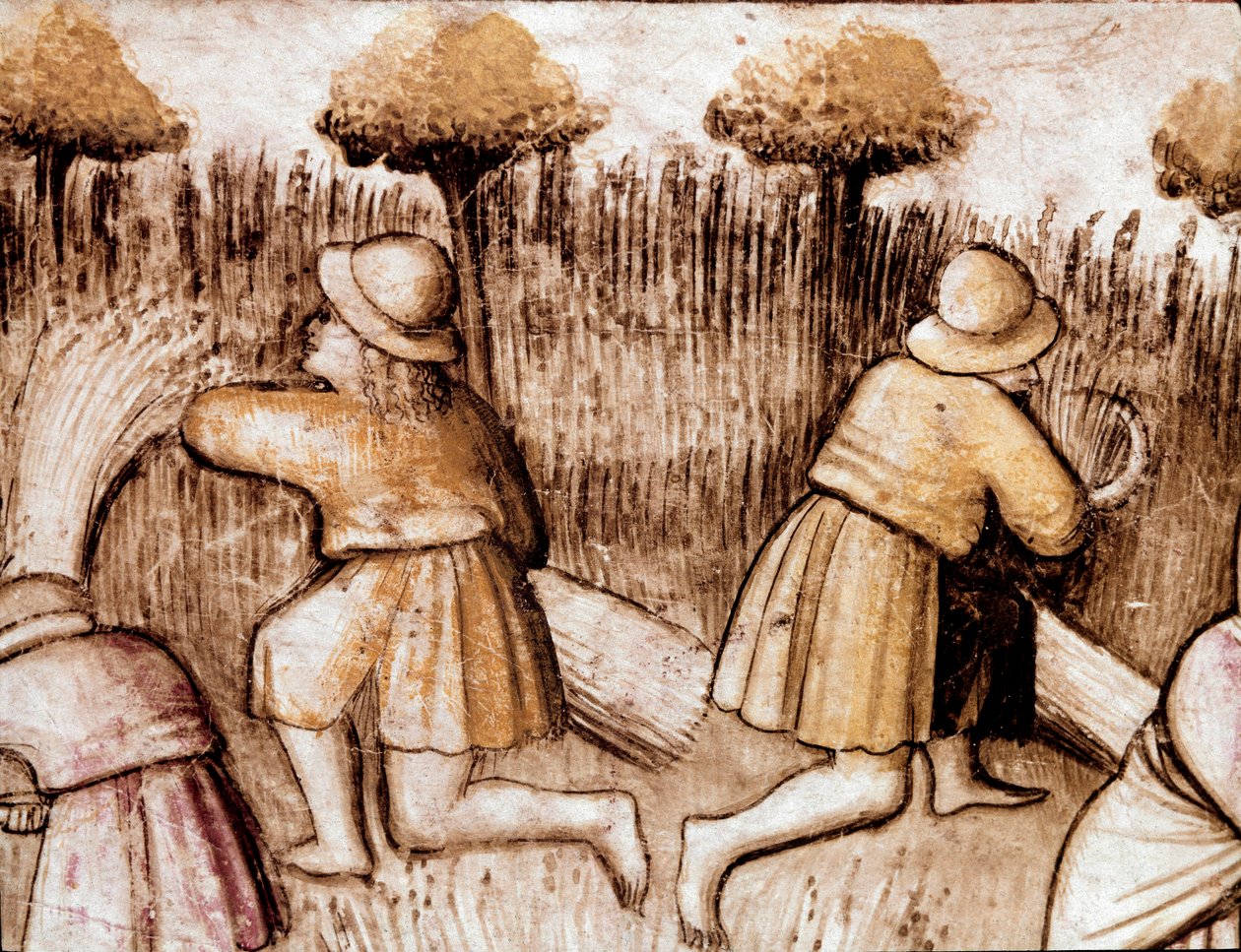 Parasztok kaszálnak bleket Miniatűr a 212-es kódexből (vagy Padovano kódexből vagy Páduai Bibliából) 1390-1400 Rovigo, Accademia dei Concordi alkotó: Unknown artist