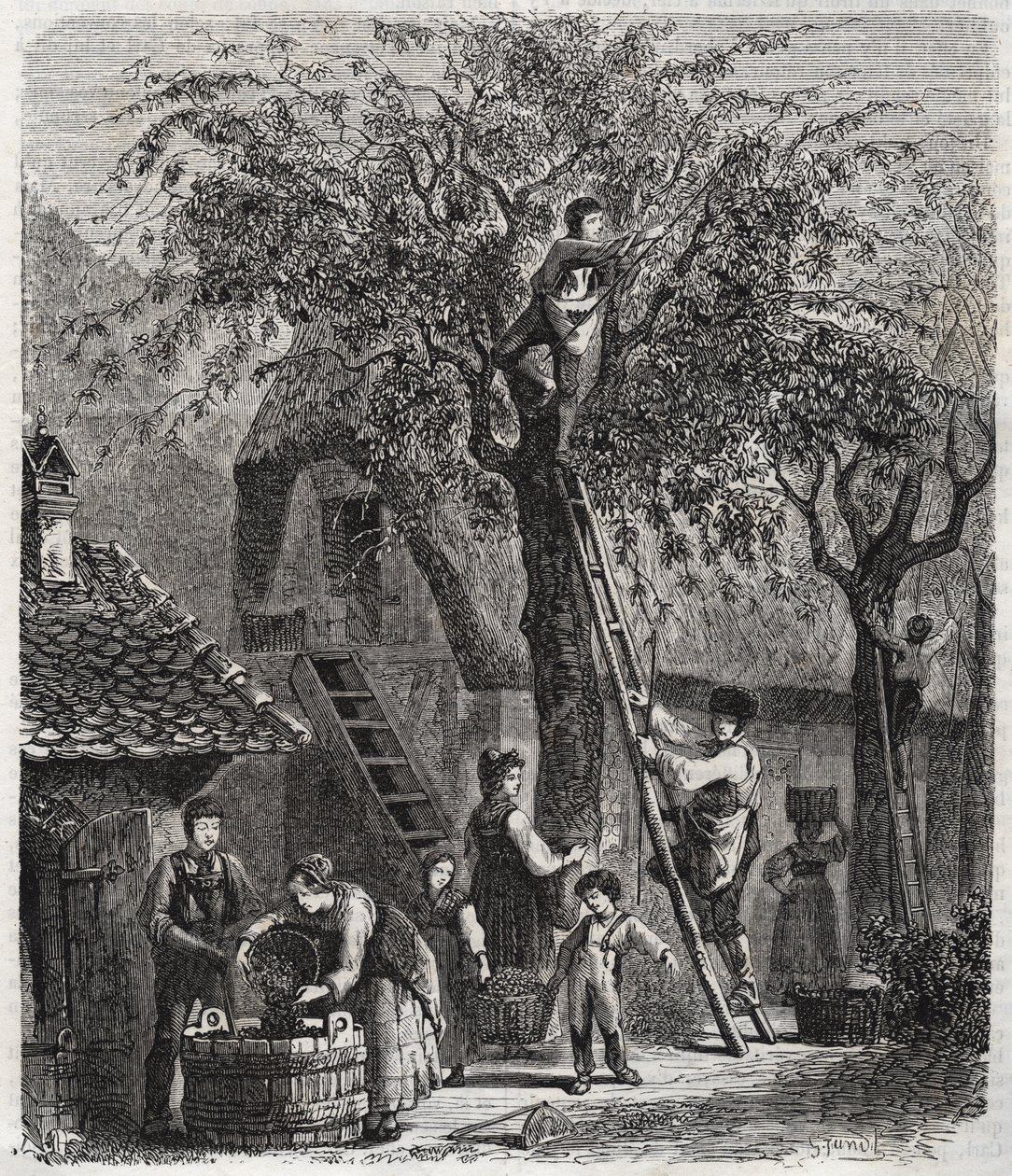 Cseresznyeszedés - Cseresznyeszedés - 1860-as metszet - alkotó: Unknown artist