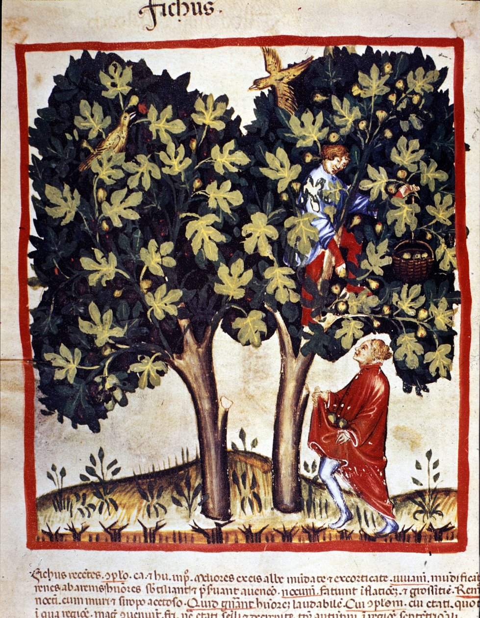 Fügeszedés. Megvilágítás az orvostudomány és a dietetika fejéséből "" Tacuinum sanitatis"" alkotó: Unknown artist