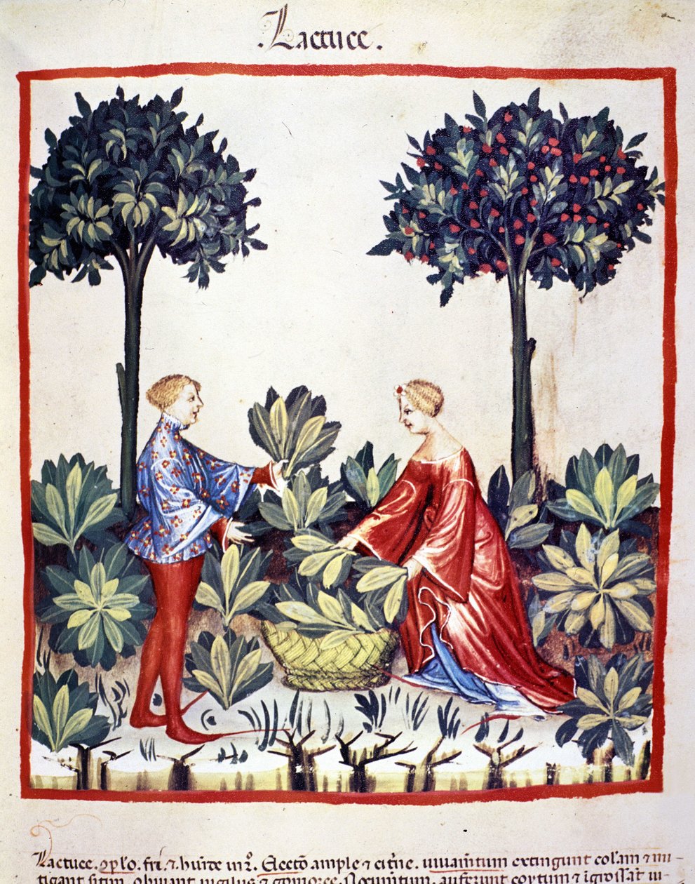 Saláta szedése. Megvilágítás az orvostudomány és a dietetika fejéséből "" Tacuinum sanitatis"" alkotó: Unknown artist